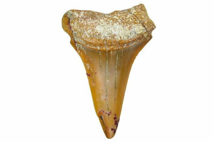 Fossil White Shark Tooth - Dakhla, Morocco #365248